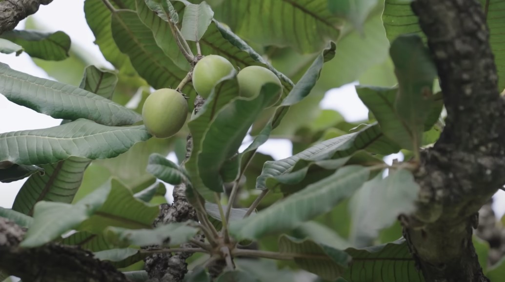 Shea butter health benefits