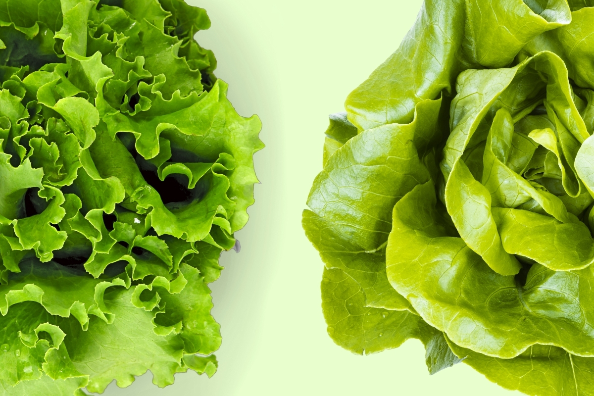 Appearance and Texture Boston vs Butter Lettuce