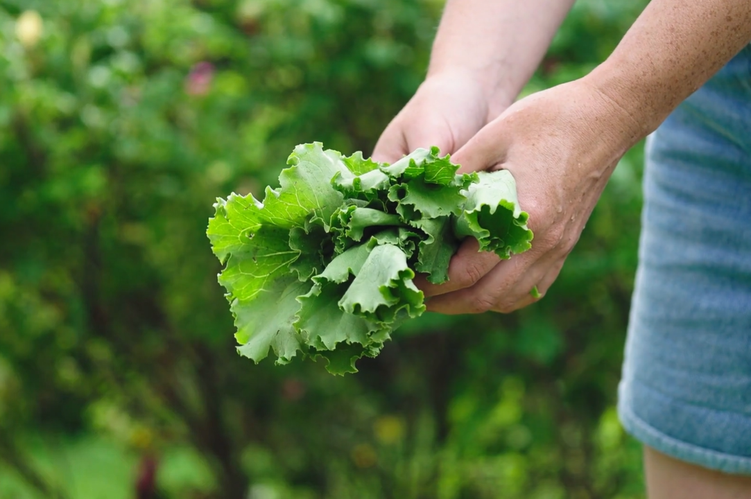 Boston Lettuce vs Butter Lettuce